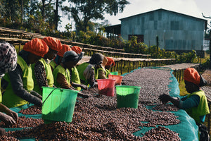 ETHIOPIA NATURAL WUSH WUSH | COFFEE BEANS